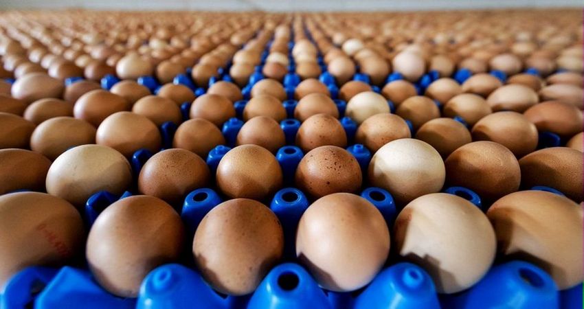Ανακοίνωση Ε.Φ.Ε.Τ. για κυκλοφορία αυγών και προϊόντων με επικίνδυνη ουσία!